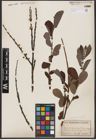Foto von Salix aurita L. x Salix cinerea L.